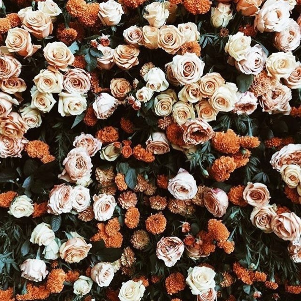 Meet your Posher, Clover